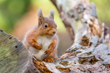 Naklejka na ściany i meble Red Squirrel sitting in Autumn , England. UK
