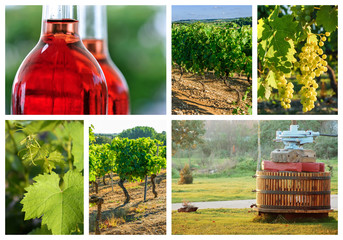 collage about vineyard and wine industry