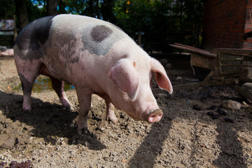 big pig on a farm