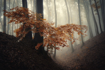 tree with red leaves in a foggy forest in autumn