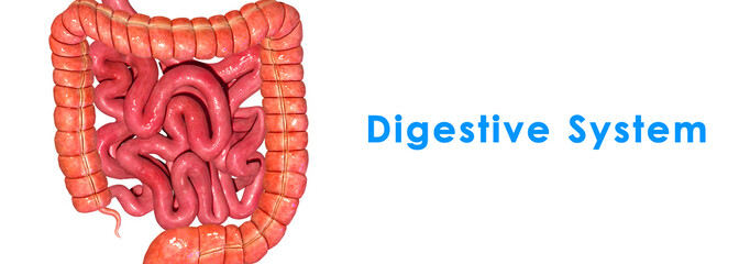 Digestive system