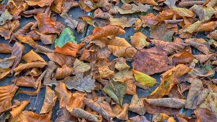 Autumn Leaves over wooden background