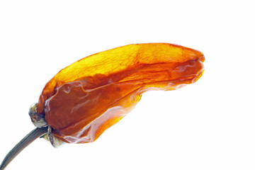 Die inneren Werte einer Chili