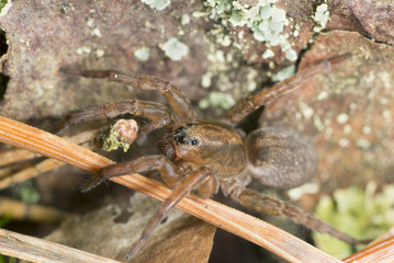 Wolf spider, Trochosa terricola