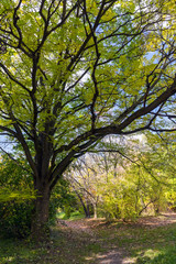 Fototapeta premium Autumn pathway