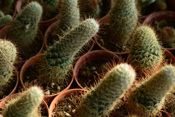 The beauty of cactus.