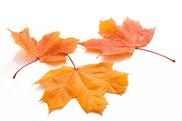 Autumn leaves isolated
