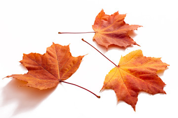 Autumn leaves isolated