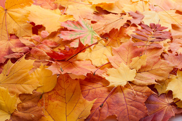 Naklejka na ściany i meble Autumn leaves background.