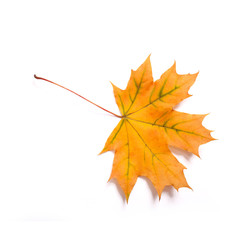 Autumn leaves isolated