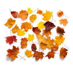 Autumn leaves isolated