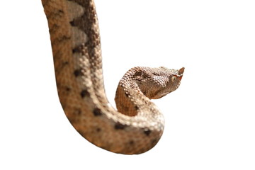 horned viper isolated over white