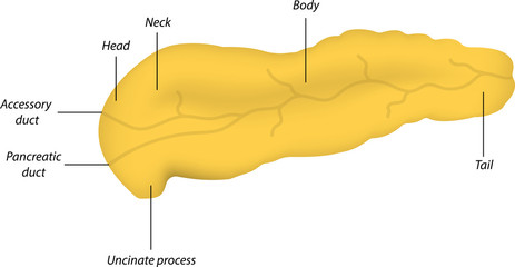 Anatomy of the Pancreas