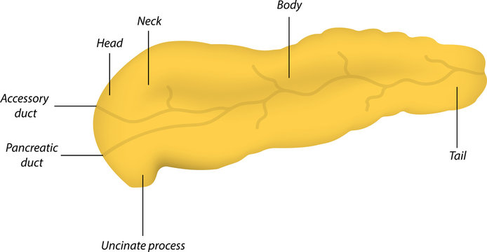 Anatomy of the Pancreas