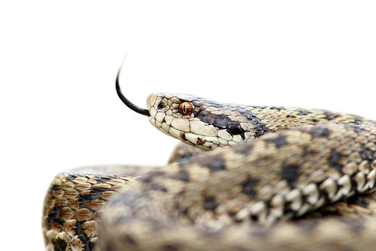 isolated venomous viper