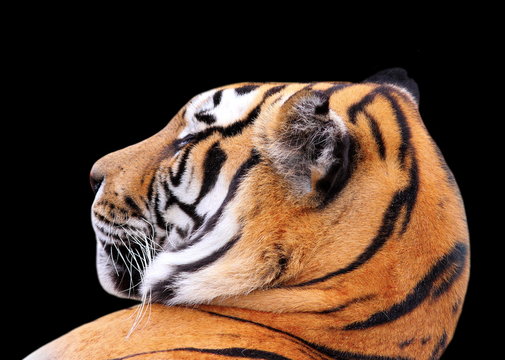 tiger head on dark background