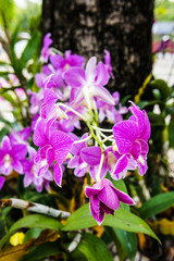 Orchid