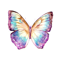 butterflies design