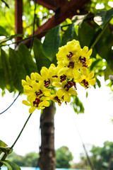 Orchid © pkdirctor