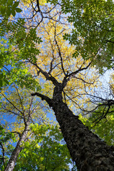 Fototapeta premium Autumn tree top