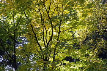 Obraz premium Autumn foliage background