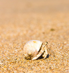 Alien Creature Funny Crab