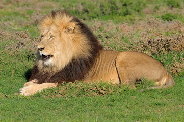 A Kalahari lion, Panthera leo, in the Addo Elephant National Par