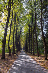 Fototapeta premium Autumn alley