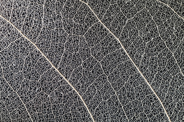 Transparent leaves, Close-up