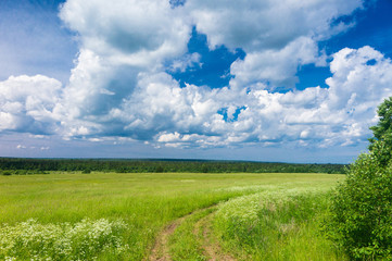 Fields of Sunlight Acres Wild