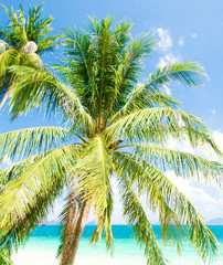 Palm View Idyllic Island