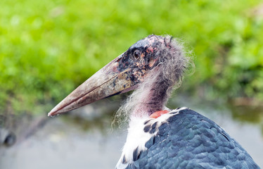 Marabou stork
