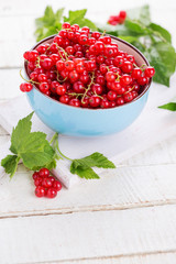 Fresh red currant