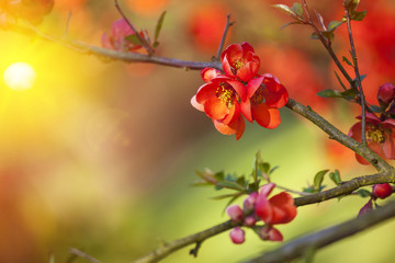 Branch of quince