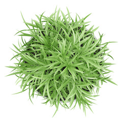 top view of houseplant in pot isolated on white background