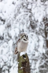 Northern hawk owl lat. Surnia ulula  in winter