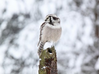 Hawk owl lat. Surnia ulula  in winter