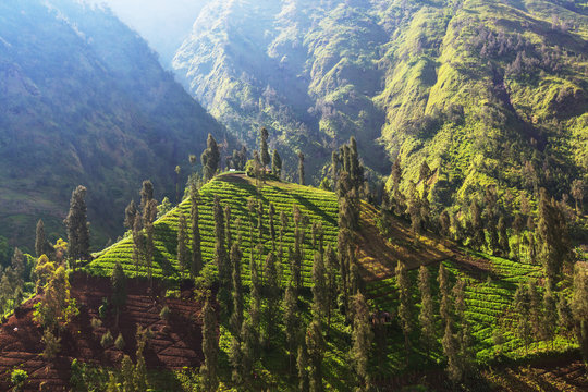 Field in Indonesia