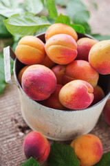 Fresh apricots