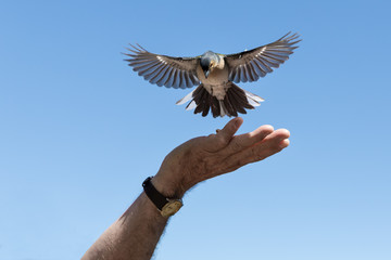 Little bird is picking peanuts from a male hand