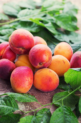 Fresh apricots