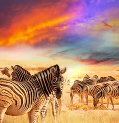 Fototapete Rund Zebra © Galyna Andrushko