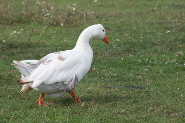 goose at a farm going to the right