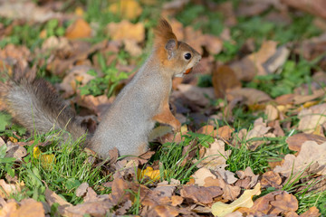 squirrel with a nut