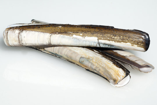 schwertmuschel, Scheidenmuschel, Rasiermessermuschel,