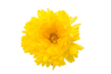 Yellow chrysanthemums