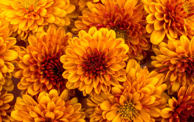 Yellow-orange chrysanthemums