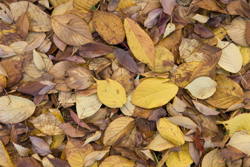 黄葉した桜の落ち葉