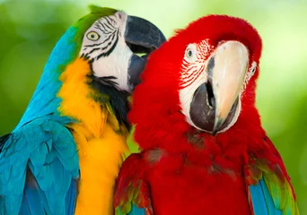 Foto op Canvas papegaaien © Pakhnyushchyy
