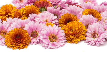 Background of the beautiful white chrysanthemum flower